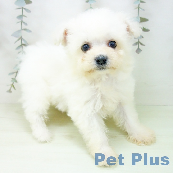 ビション・フリーゼの写真2