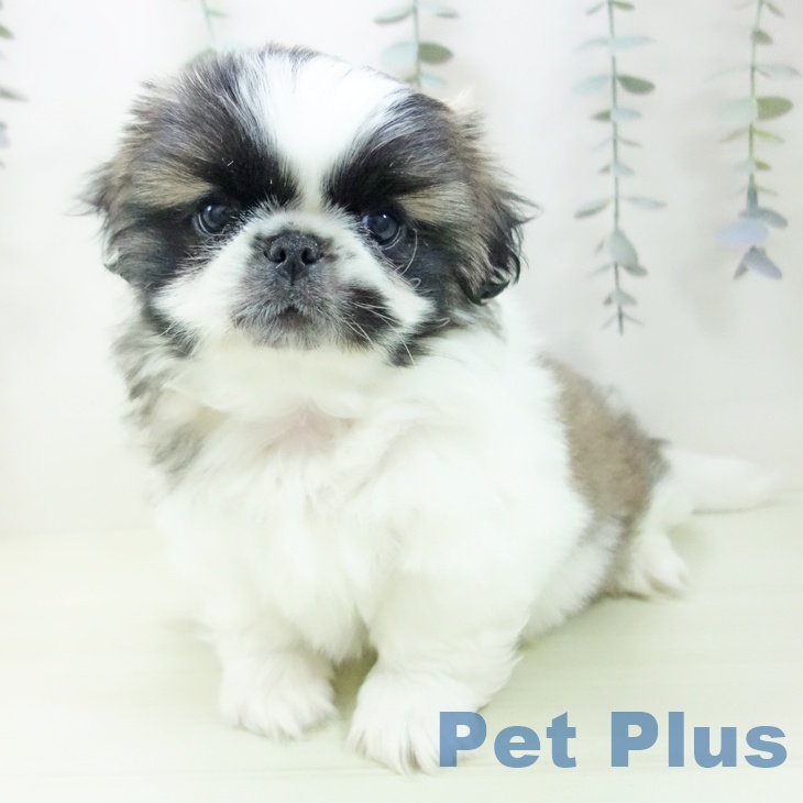 ペキニーズの写真2