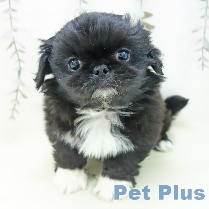 岐阜県のペキニーズ (ペットプラス 各務原店/2026年1月18日生まれ/女の子/ブラックホワイト)の子犬の2枚目の画像