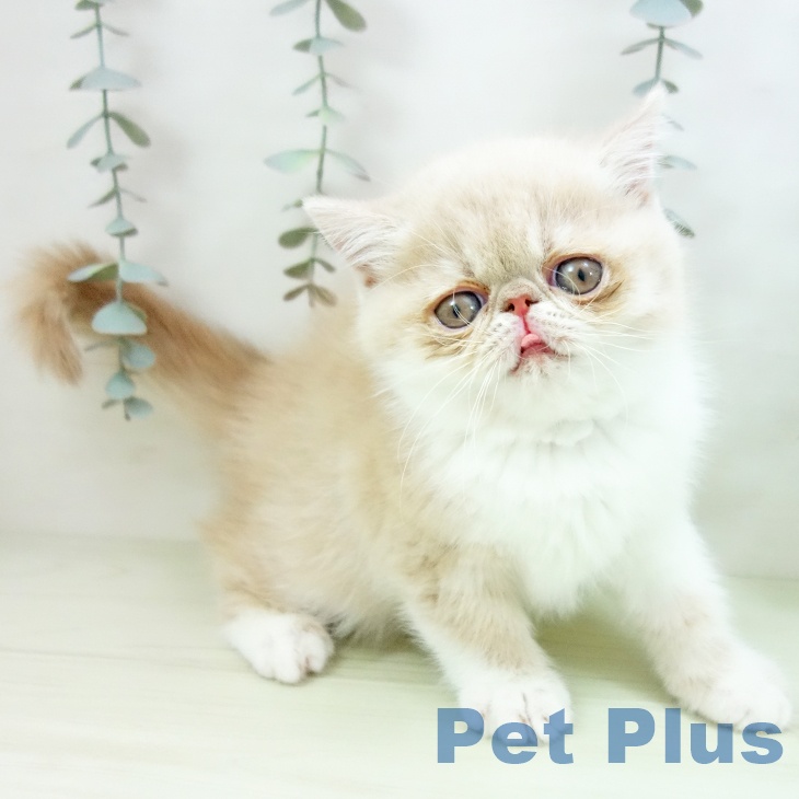 エキゾチックの写真2