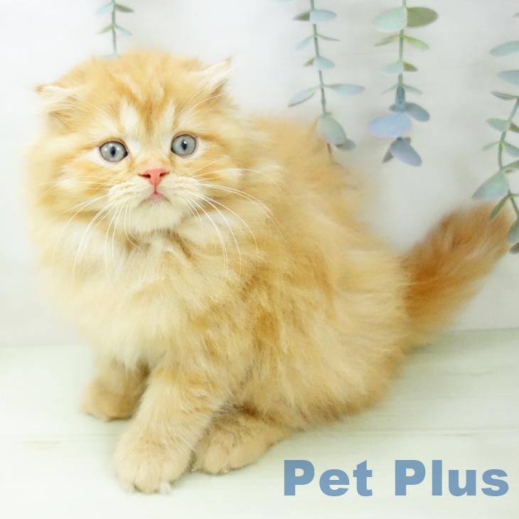 岐阜県のスコティッシュフォールド (ペットプラス 各務原店/2026年1月19日生まれ/男の子/レッドタビー)の子猫の1枚目の画像