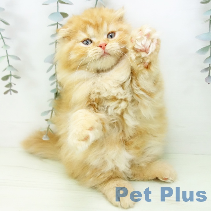 岐阜県のスコティッシュフォールド (ペットプラス 各務原店/2026年1月19日生まれ/男の子/レッドタビー)の子猫の2枚目の画像
