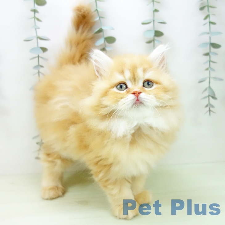 スコティッシュフォールド