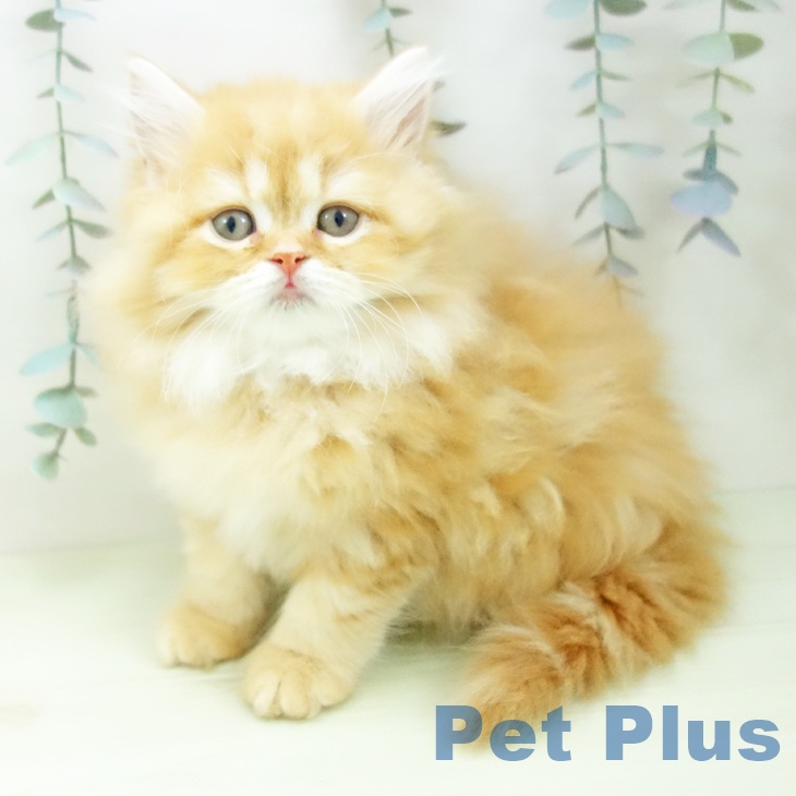 スコティッシュフォールドの写真2