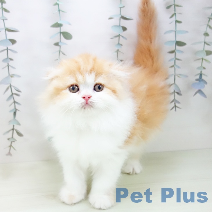 スコティッシュフォールド