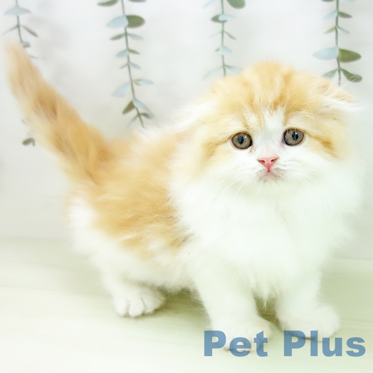 スコティッシュフォールドの写真2