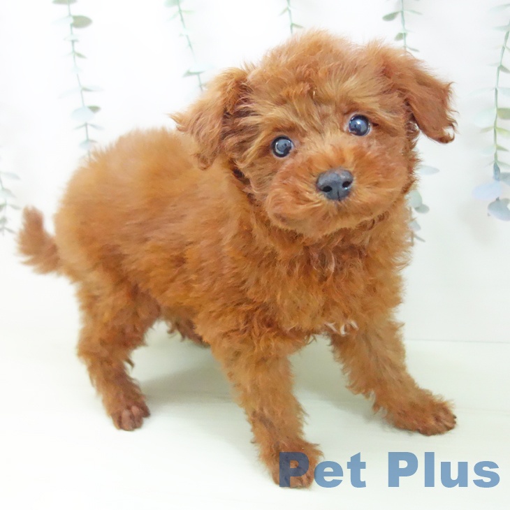 トイ・プードル