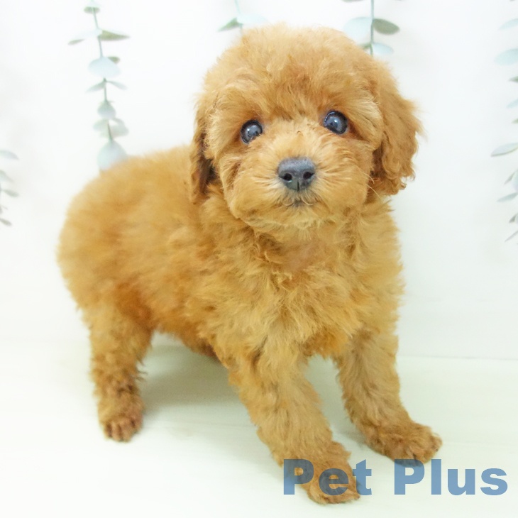 トイ・プードル