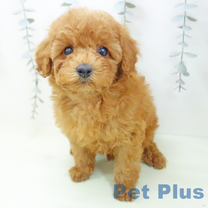 トイ・プードルの写真2