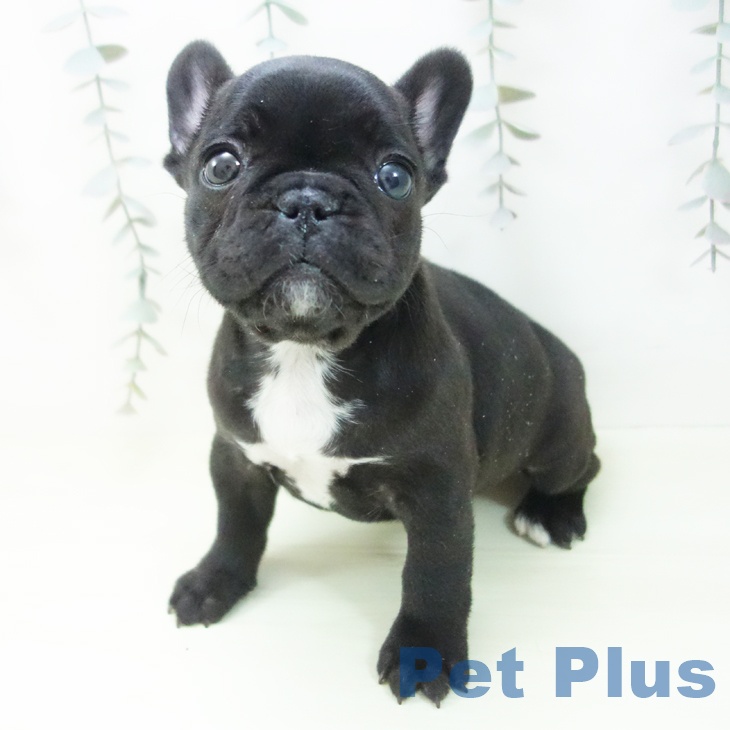 フレンチ・ブルドッグ