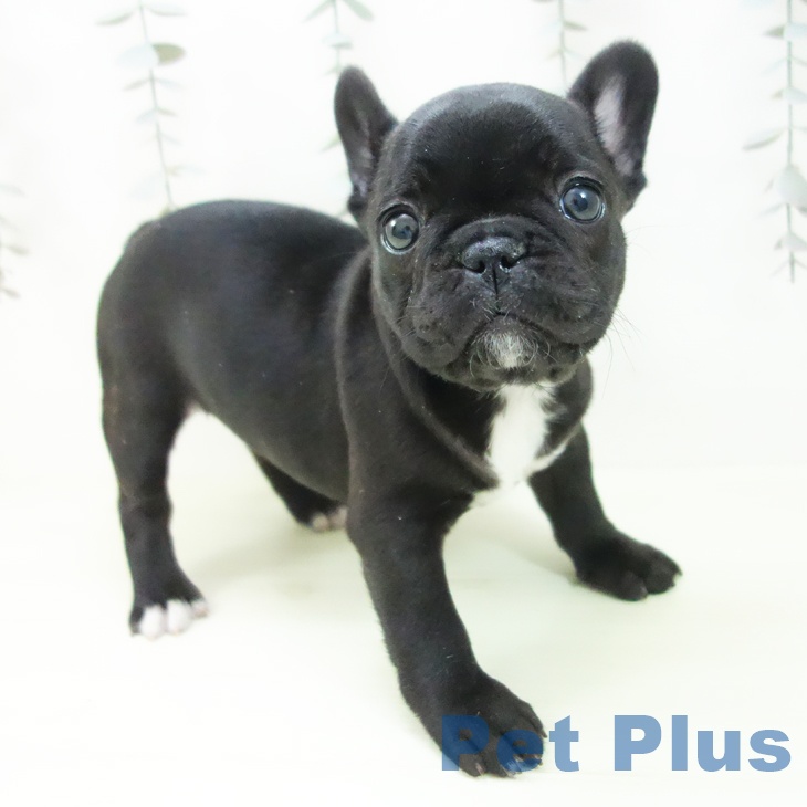 フレンチ・ブルドッグの写真2