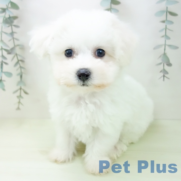 ビション・フリーゼ