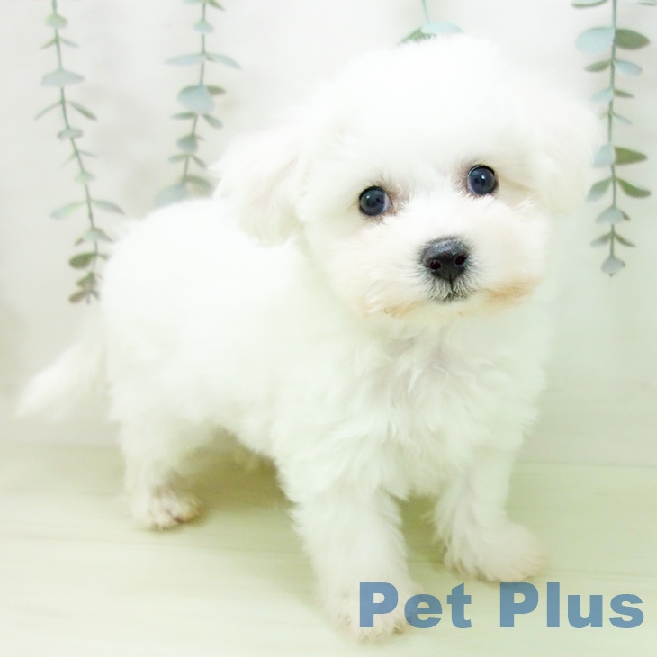 ビション・フリーゼの写真2