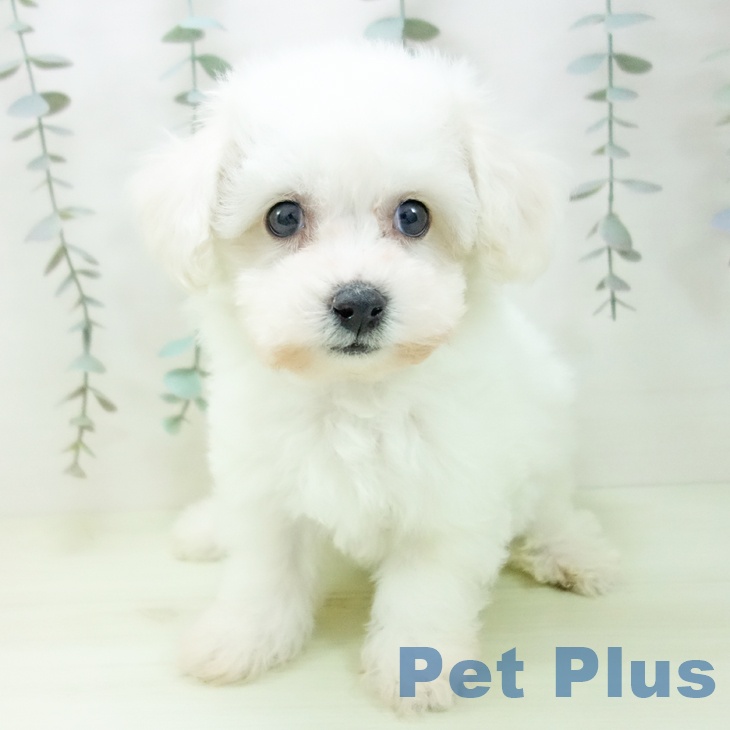 ビション・フリーゼの写真2