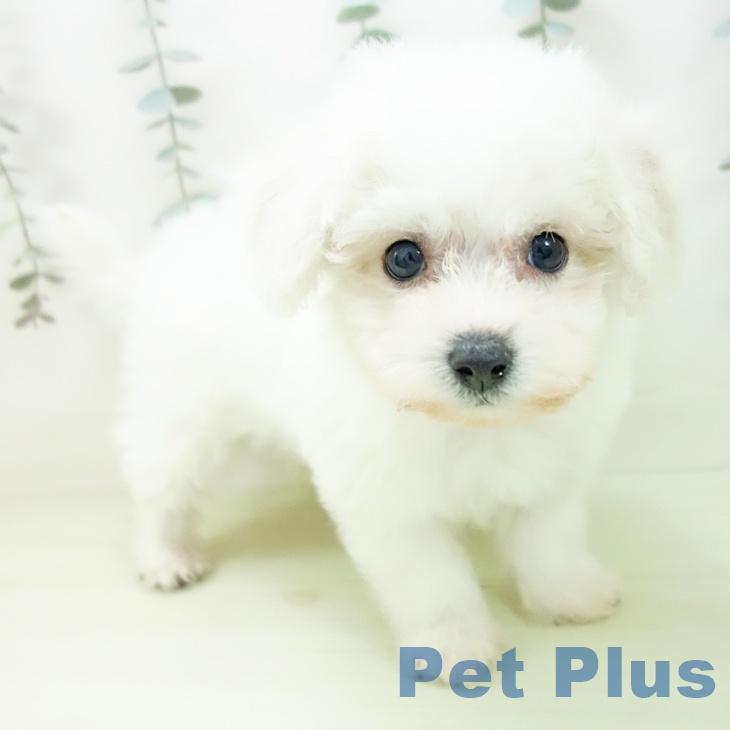 ビション・フリーゼ