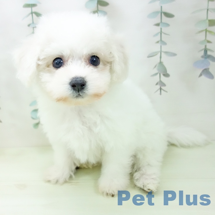 ビション・フリーゼの写真2