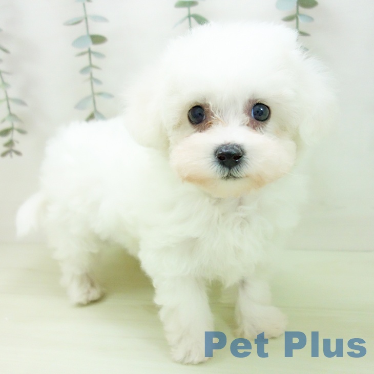 ビション・フリーゼ