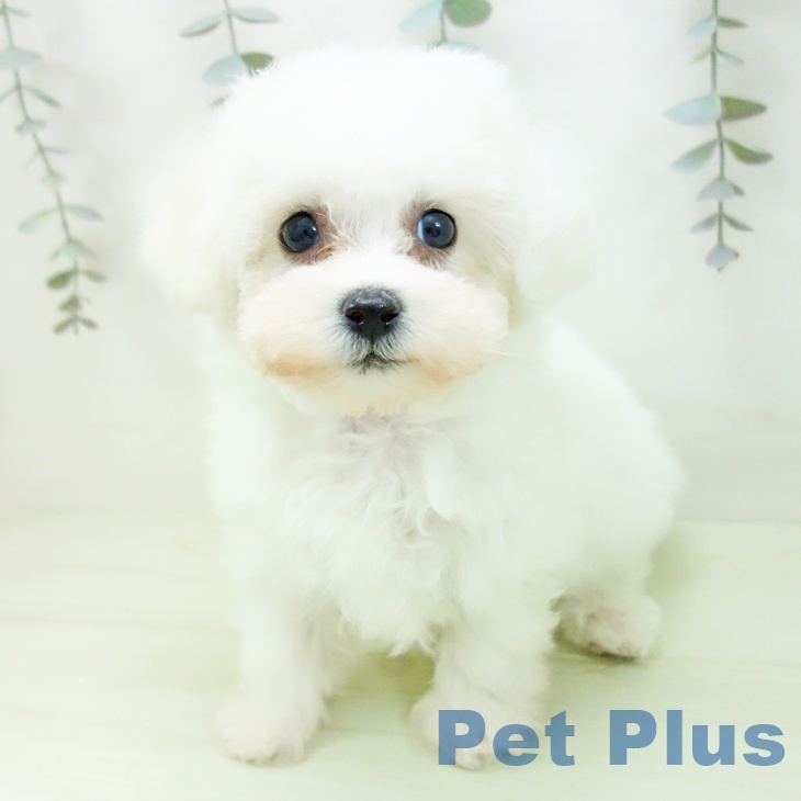 ビション・フリーゼの写真2