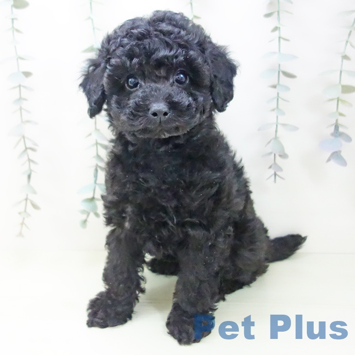 トイ・プードルの写真2