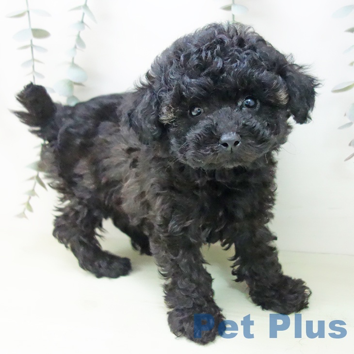 岐阜県のトイプードル(トイ) (ペットプラス 各務原店/2026年1月17日生まれ/男の子/ブラック)の子犬の1枚目の画像