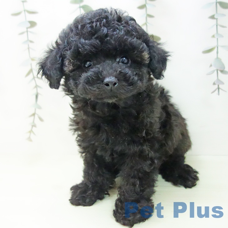 岐阜県のトイプードル(トイ) (ペットプラス 各務原店/2026年1月17日生まれ/男の子/ブラック)の子犬の2枚目の画像