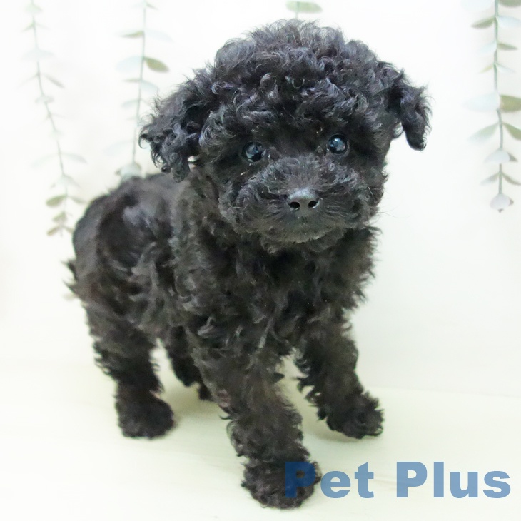 トイ・プードル