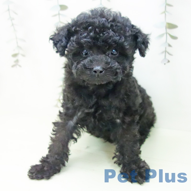 トイ・プードルの写真2