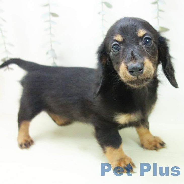 ミニチュア・ダックスフンド