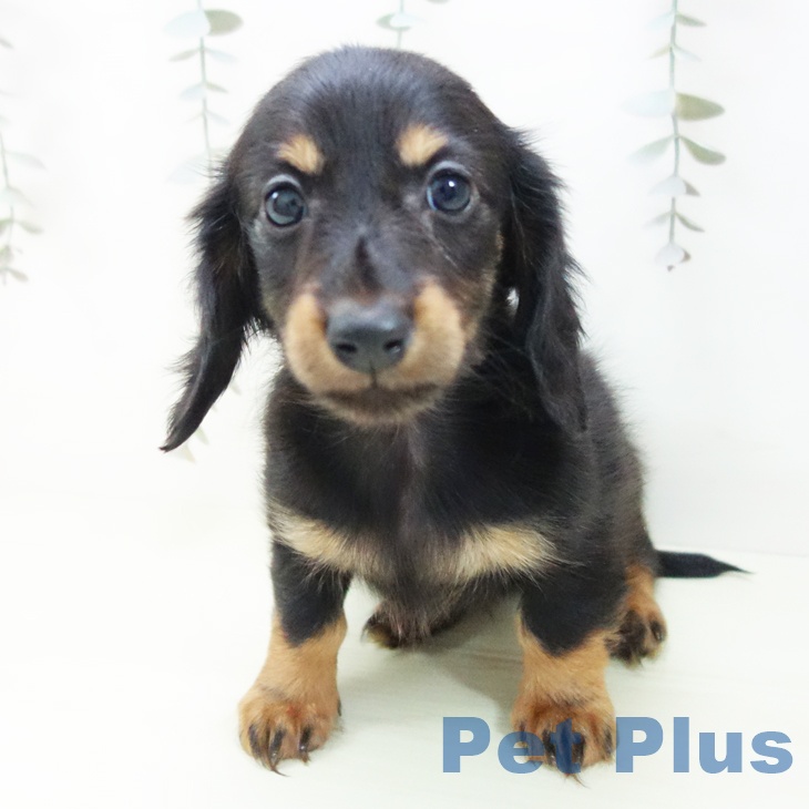 ミニチュア・ダックスフンドの写真2