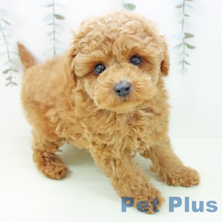 トイ・プードル