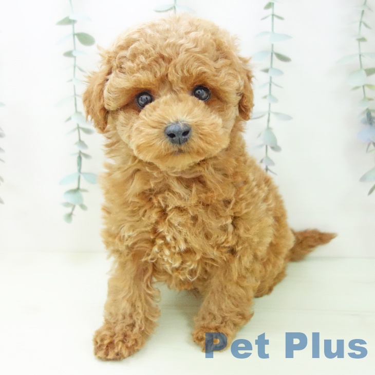 トイ・プードルの写真2