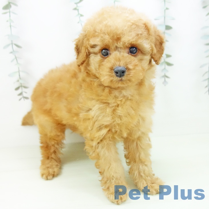 トイ・プードル