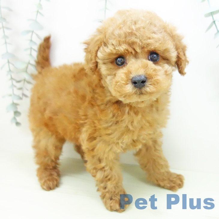 トイ・プードル