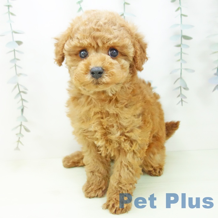 トイ・プードルの写真2