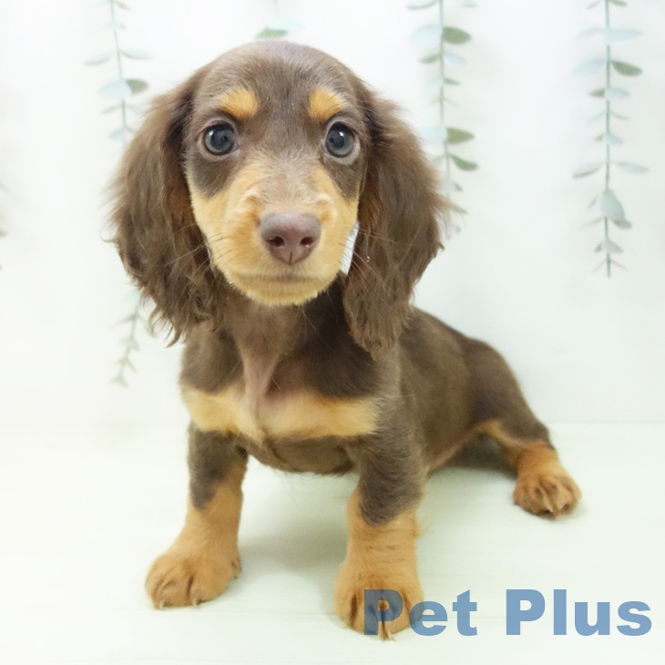 愛知県のミニチュアダックスフンド(ロング) (ペットプラス ナゴヤドーム前店/2026年1月14日生まれ/男の子/チョコレートタン)の子犬の1枚目の画像