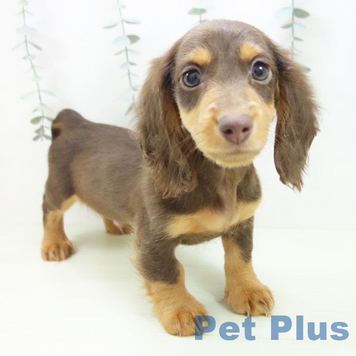愛知県のミニチュアダックスフンド(ロング) (ペットプラス ナゴヤドーム前店/2026年1月14日生まれ/男の子/チョコレートタン)の子犬の2枚目の画像