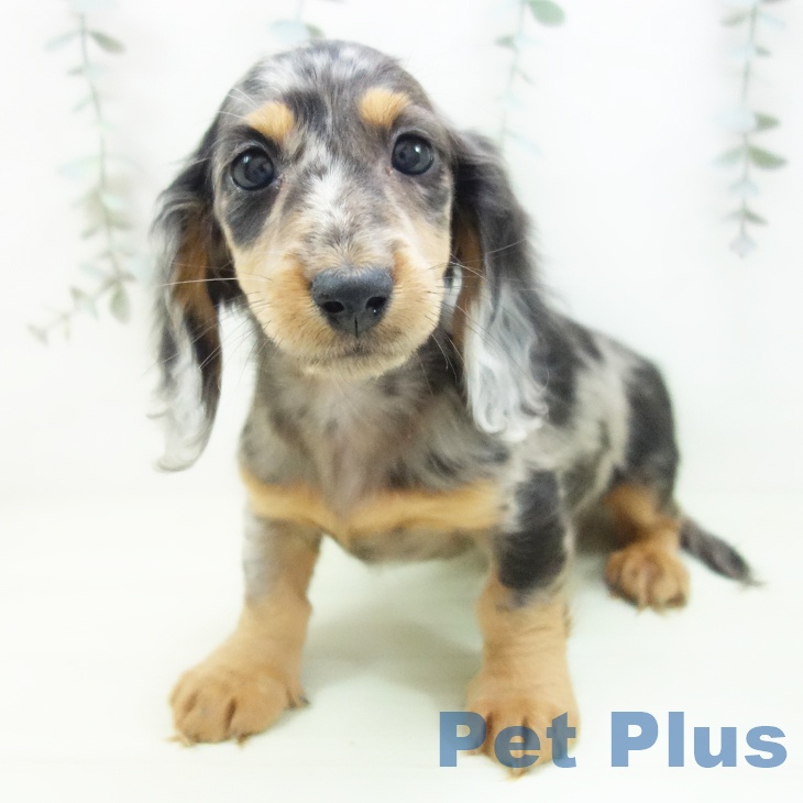 愛知県のミニチュアダックスフンド(ロング) (ペットプラス 岡崎店/2026年1月14日生まれ/男の子/シルバーダップル)の子犬の1枚目の画像