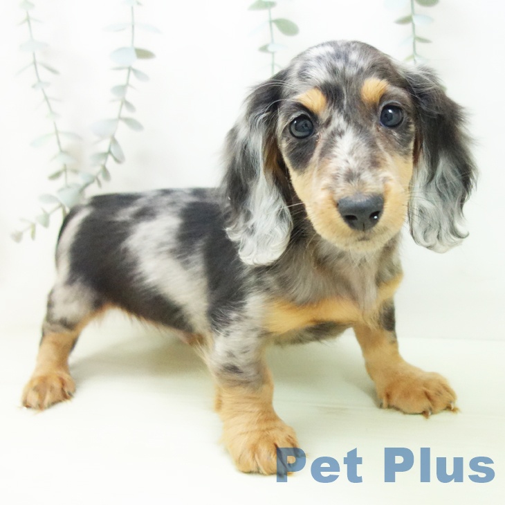 愛知県のミニチュアダックスフンド(ロング) (ペットプラス 岡崎店/2026年1月14日生まれ/男の子/シルバーダップル)の子犬の2枚目の画像