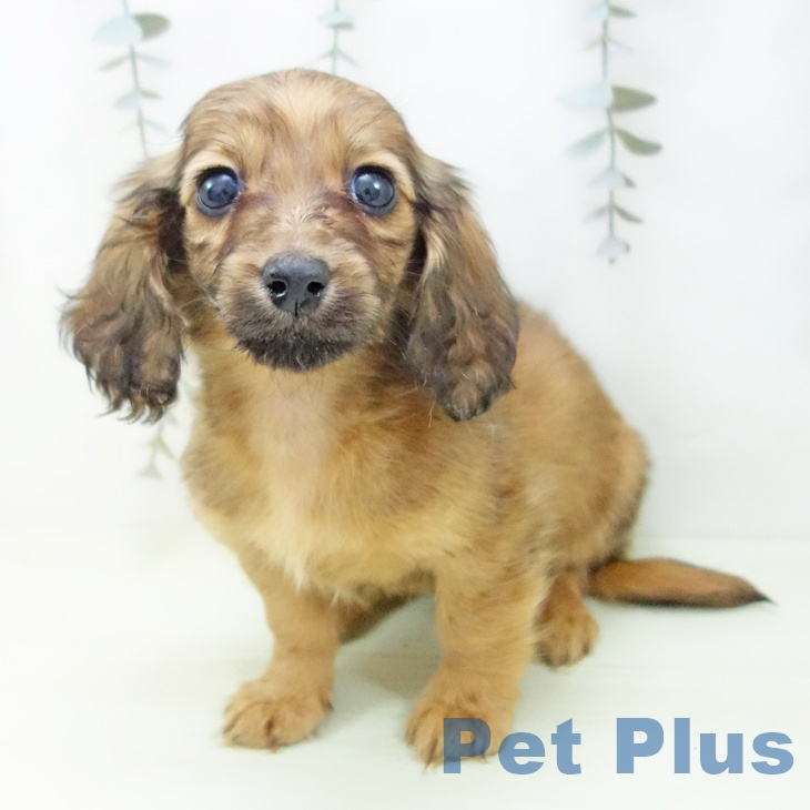 愛知県のミニチュアダックスフンド(ロング) (ペットプラス 岡崎店/2026年1月16日生まれ/男の子/レッド)の子犬の1枚目の画像