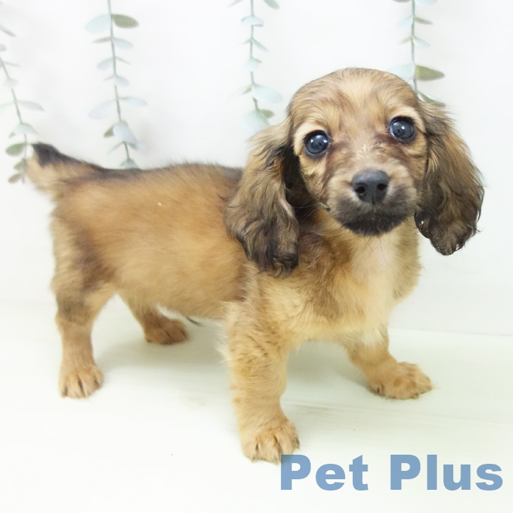 愛知県のミニチュアダックスフンド(ロング) (ペットプラス 岡崎店/2026年1月16日生まれ/男の子/レッド)の子犬の2枚目の画像