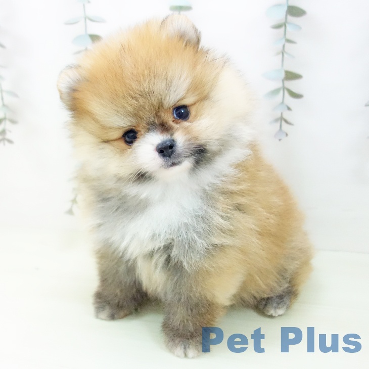 ポメラニアンの写真2