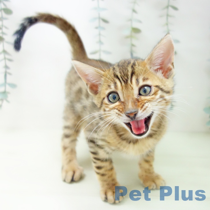 ベンガルの写真2