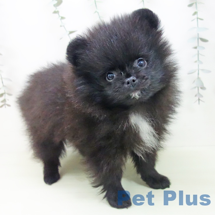 ポメラニアンの写真2