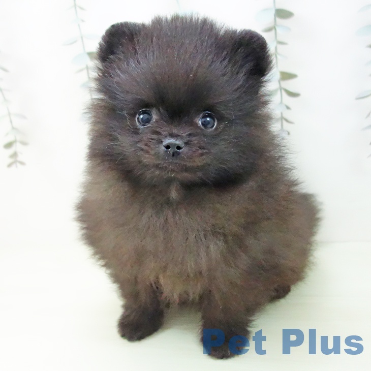 ポメラニアンの写真2