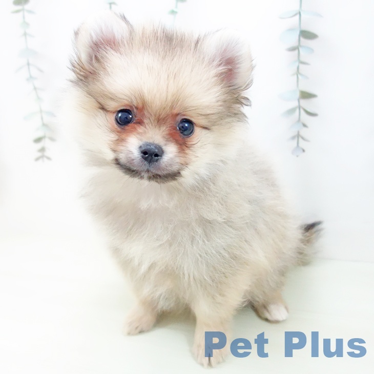 富山県のポメラニアン (ペットプラス 高岡店/2026年1月16日生まれ/女の子/クリームセーブル)の子犬の1枚目の画像