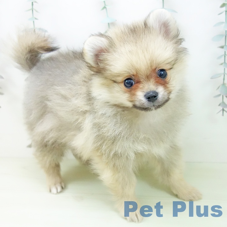 富山県のポメラニアン (ペットプラス 高岡店/2026年1月16日生まれ/女の子/クリームセーブル)の子犬の2枚目の画像
