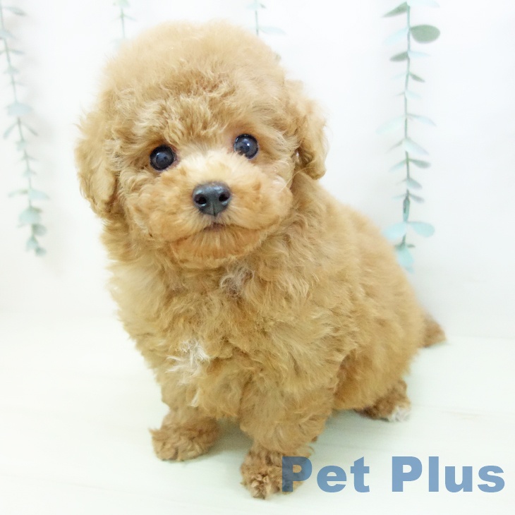 トイ・プードルの写真2