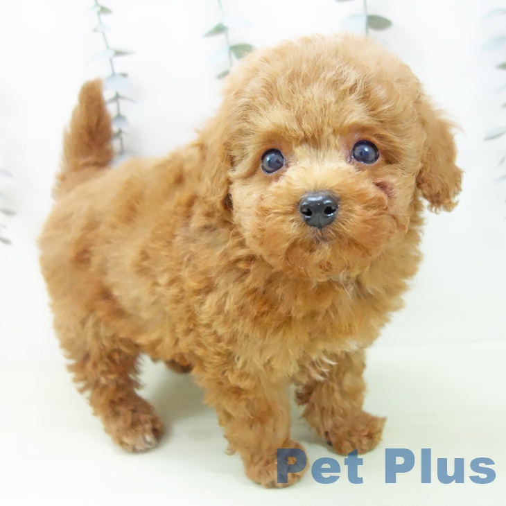 トイ・プードル