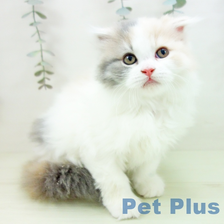 愛知県のスコティッシュフォールド (ペットプラス ナゴヤドーム前店/2026年1月20日生まれ/女の子/ブルーパッチドタビーホワイト)の子猫の2枚目の画像