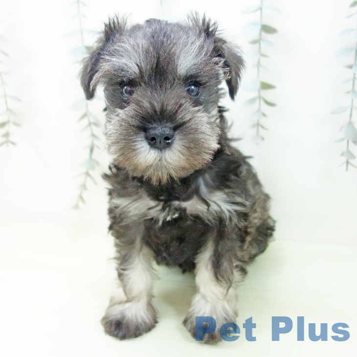 ミニチュア・シュナウザー